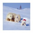 Christmas Polar Bears