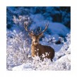Winter's Stag