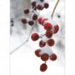 Winter Berries