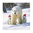 Polar Hats