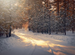 A Snowy Path