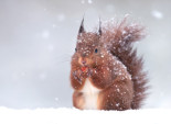 Red Squirrel in the Snow